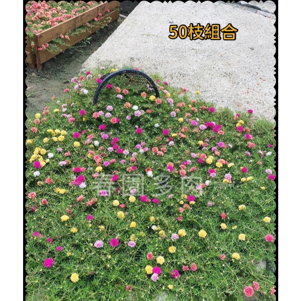 《春園多肉》🈵199發貨【399超商免運】🚚 太陽花枝條 松葉牡丹枝條｜多重瓣品種｜盆栽種植教學｜-規格圖9