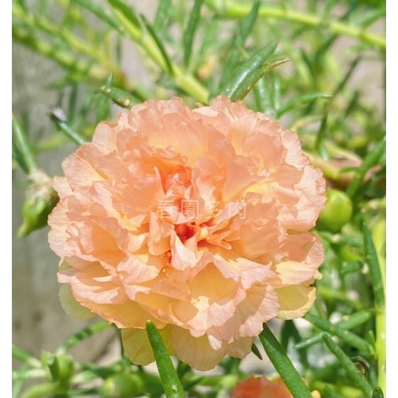 《春園多肉》🈵199發貨【399超商免運】🚚 太陽花枝條 松葉牡丹枝條｜多重瓣品種｜盆栽種植教學｜-規格圖9