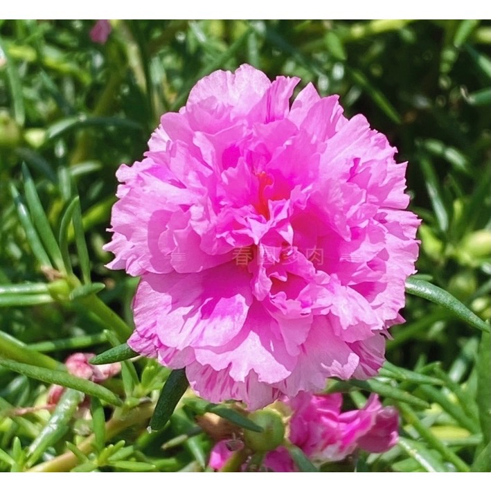 《春園多肉》🈵199發貨【399超商免運】🚚 太陽花枝條 松葉牡丹枝條｜多重瓣品種｜盆栽種植教學｜-規格圖9