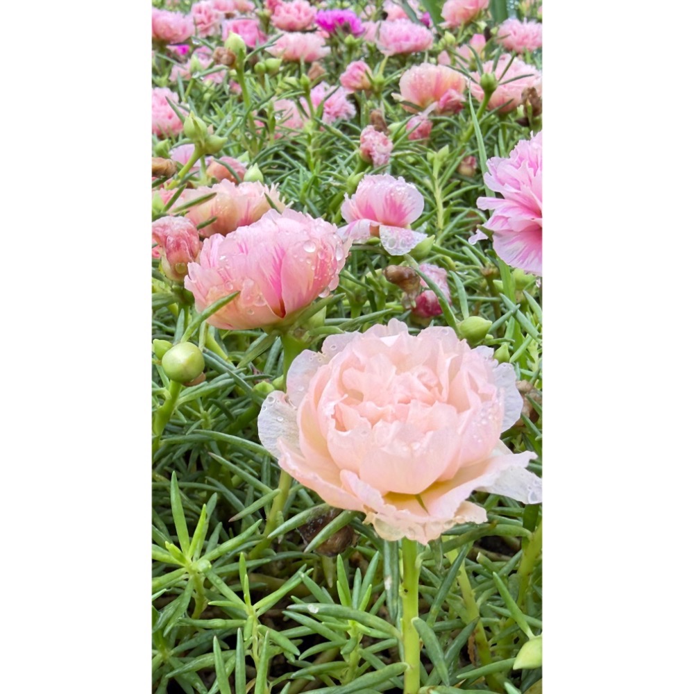 新品❤️柔粉多瓣（10支組合）