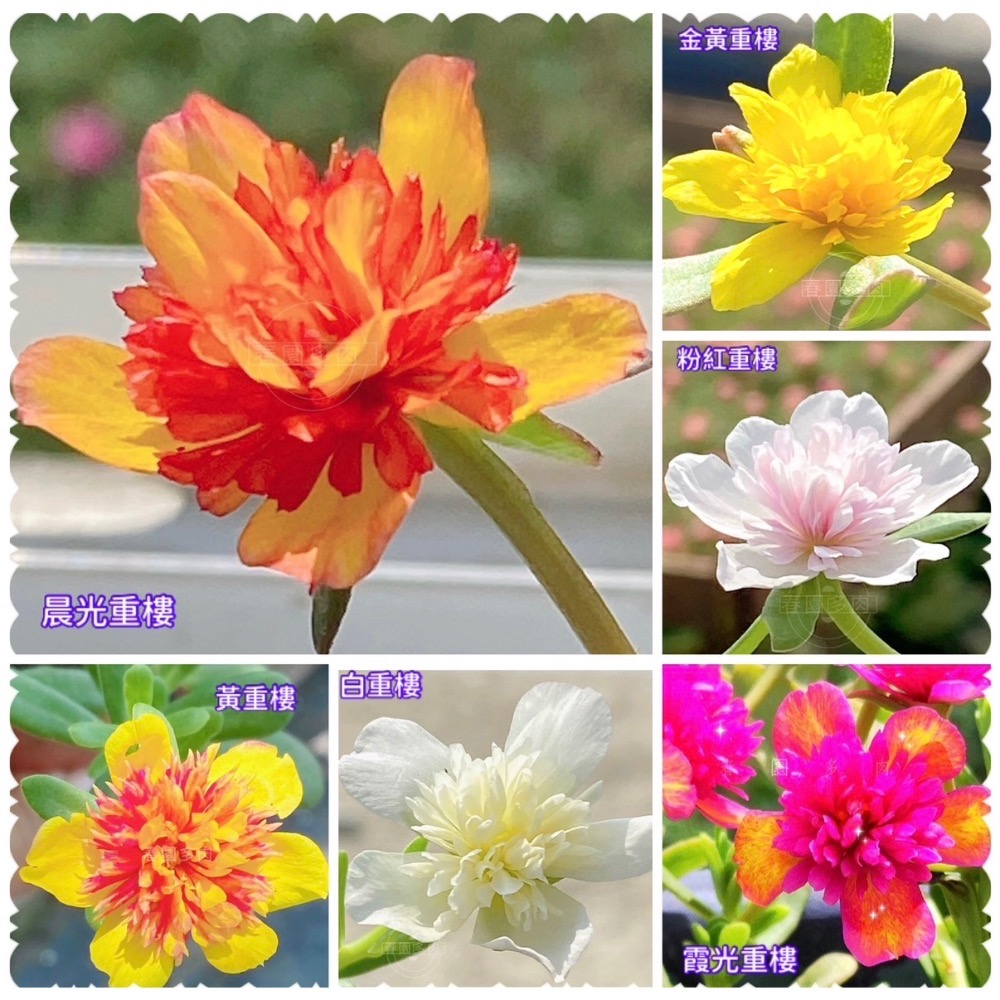 《春園多肉》🈵199發貨【399超商免運】🚚 太陽花枝條 松葉牡丹枝條｜多重瓣品種｜盆栽種植教學｜-規格圖9