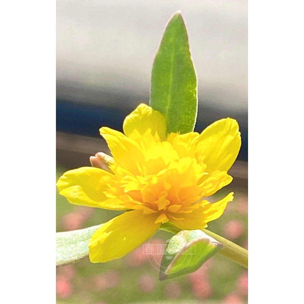 《春園多肉》🈵199發貨【399超商免運】🚚 太陽花枝條 松葉牡丹枝條｜多重瓣品種｜盆栽種植教學｜-規格圖9