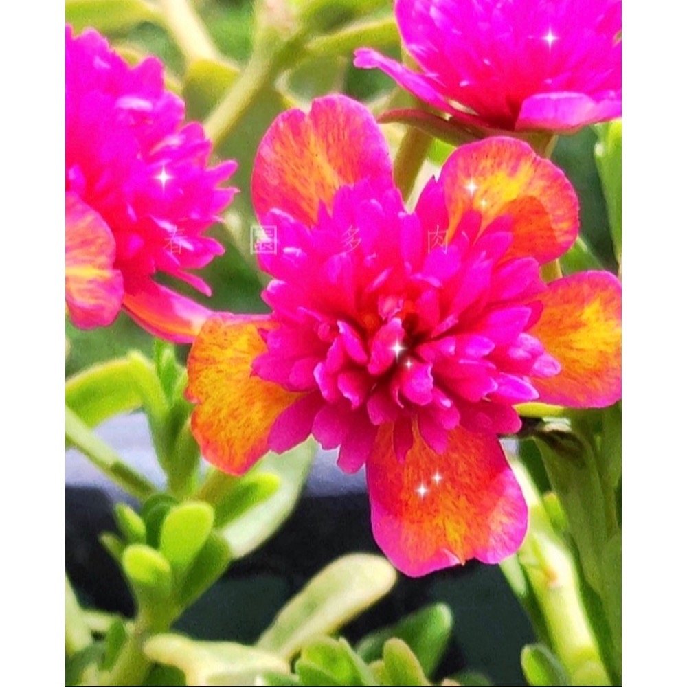 《春園多肉》🈵199發貨【399超商免運】🚚 太陽花枝條 松葉牡丹枝條｜多重瓣品種｜盆栽種植教學｜-規格圖9