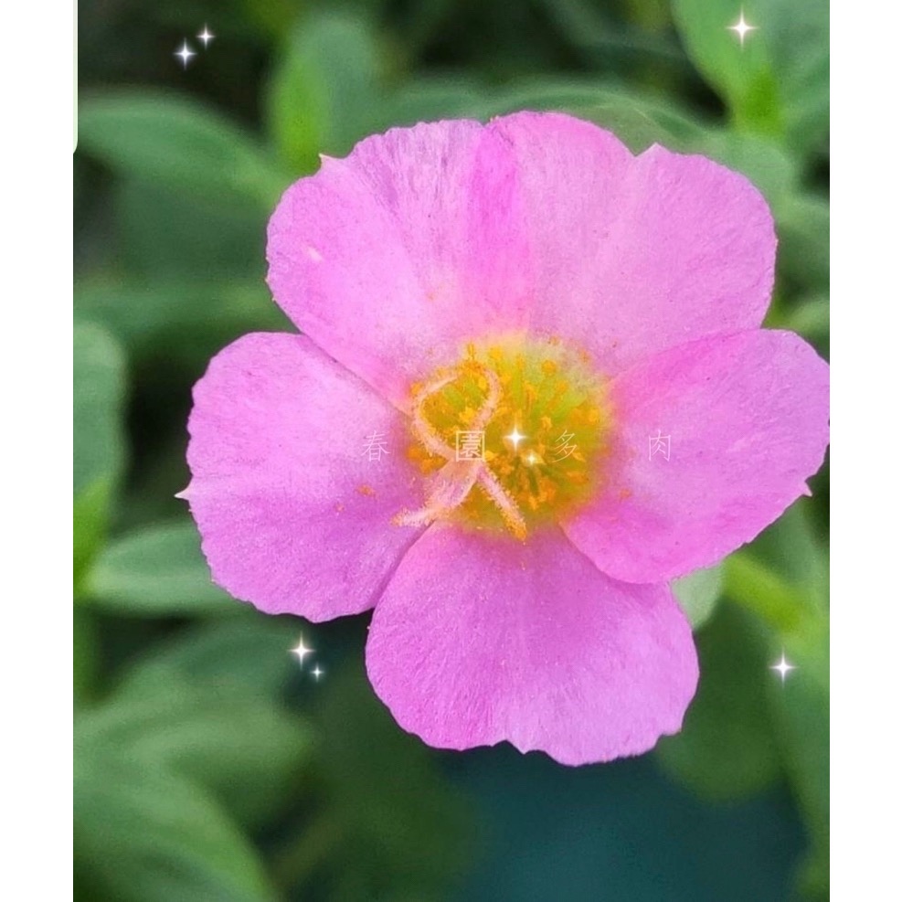 粉紅小單瓣（10支組合）