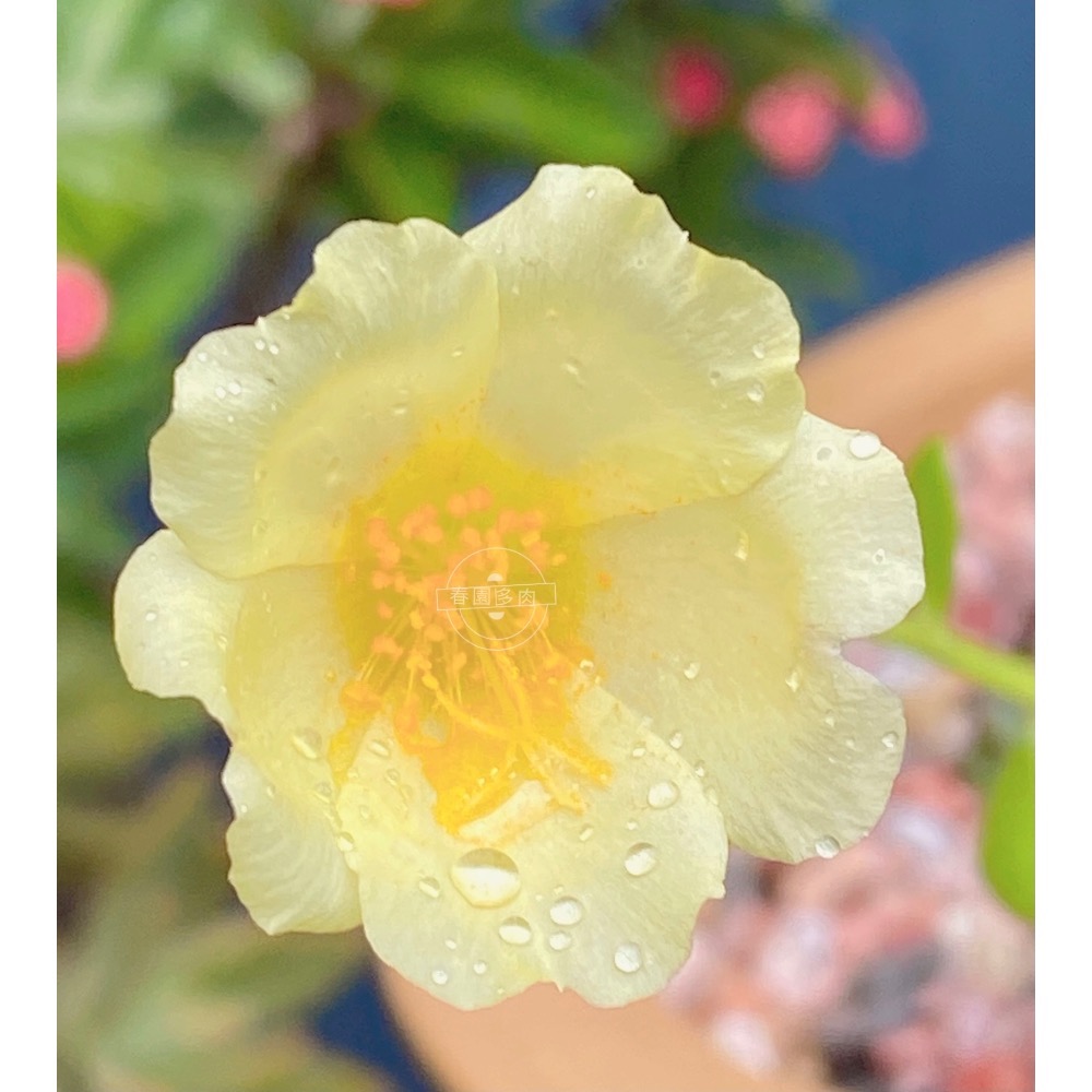《春園多肉》🈵199發貨【399超商免運】🚚 太陽花枝條 松葉牡丹枝條｜多重瓣品種｜盆栽種植教學｜-規格圖9