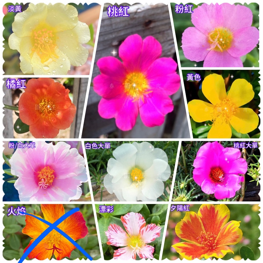 單瓣馬齒莧混色（超划算組合）