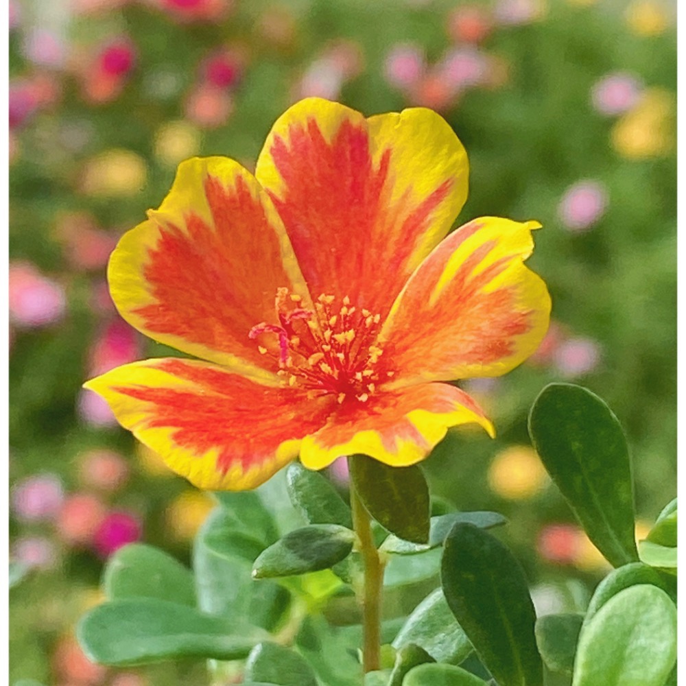 《春園多肉》🈵199發貨【399超商免運】🚚 太陽花枝條 松葉牡丹枝條｜多重瓣品種｜盆栽種植教學｜-規格圖9