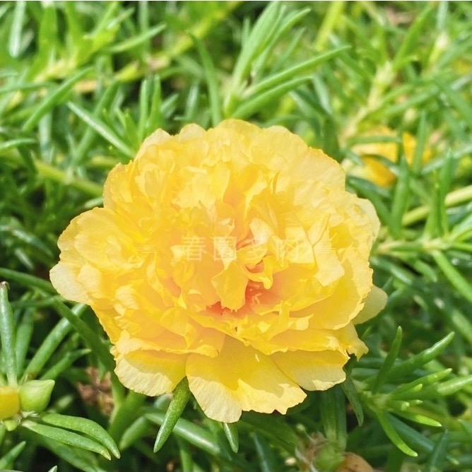《春園多肉》🈵199發貨【399超商免運】🚚 太陽花枝條 松葉牡丹枝條｜多重瓣品種｜盆栽種植教學｜-規格圖9