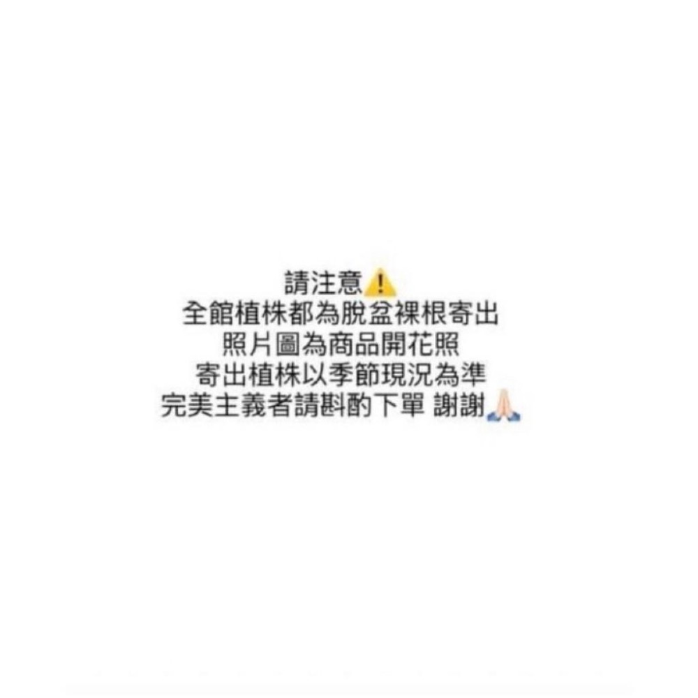 《春園多肉🈵199發貨【399超商免運】🚚太陽花(松葉牡丹)吊籃組盆、多重辦/單辦/贈品🎁耐熱好種、陽台垂墜美景-細節圖2