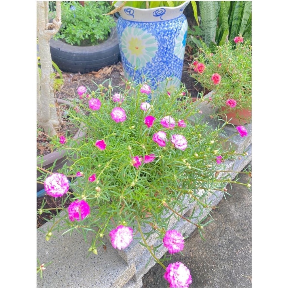 《春園多肉🈵199發貨【399超商免運】🚚太陽花(松葉牡丹)吊籃組盆、多重辦/單辦/贈品🎁耐熱好種、陽台垂墜美景-細節圖3