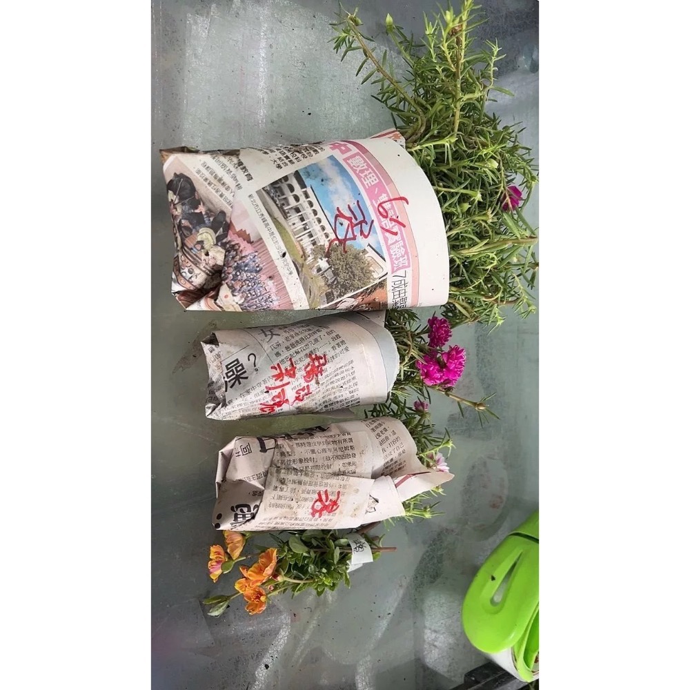 《春園多肉🈵199發貨【399超商免運】🚚太陽花(松葉牡丹)吊籃組盆、多重辦/單辦/贈品🎁耐熱好種、陽台垂墜美景-細節圖4