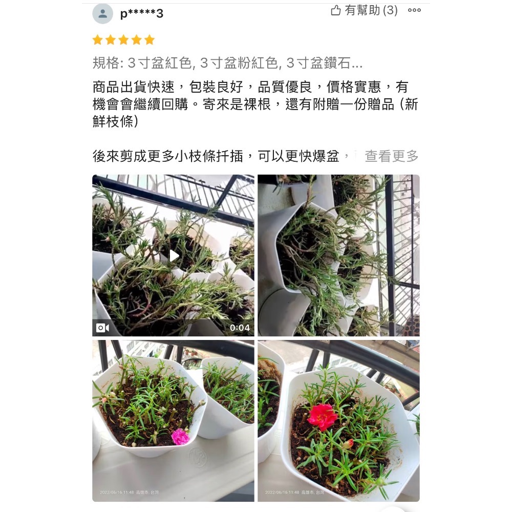 《春園多肉🈵199發貨【399超商免運】🚚太陽花(松葉牡丹)吊籃組盆、多重辦/單辦/贈品🎁耐熱好種、陽台垂墜美景-細節圖6