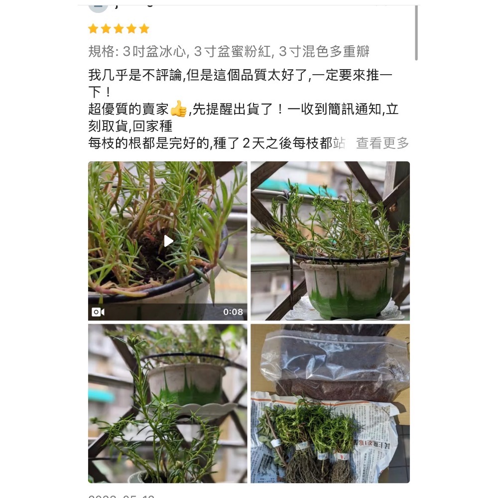 《春園多肉🈵199發貨【399超商免運】🚚太陽花(松葉牡丹)吊籃組盆、多重辦/單辦/贈品🎁耐熱好種、陽台垂墜美景-細節圖9