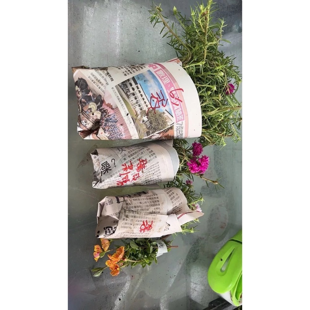 《春園多肉》太陽花 松葉牡丹 吊籃組盆 多重辦 單瓣 贈品🎁 🈵199發貨【77領卷免運】🚚陽台垂墜美景-細節圖4