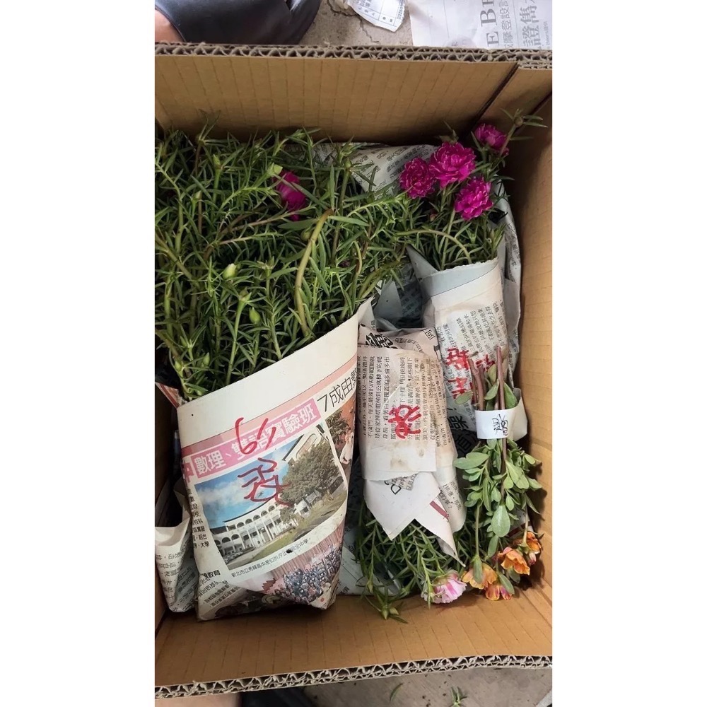 《春園多肉》太陽花 松葉牡丹 吊籃組盆 多重辦 單瓣 贈品🎁 🈵199發貨【77領卷免運】🚚陽台垂墜美景-細節圖5