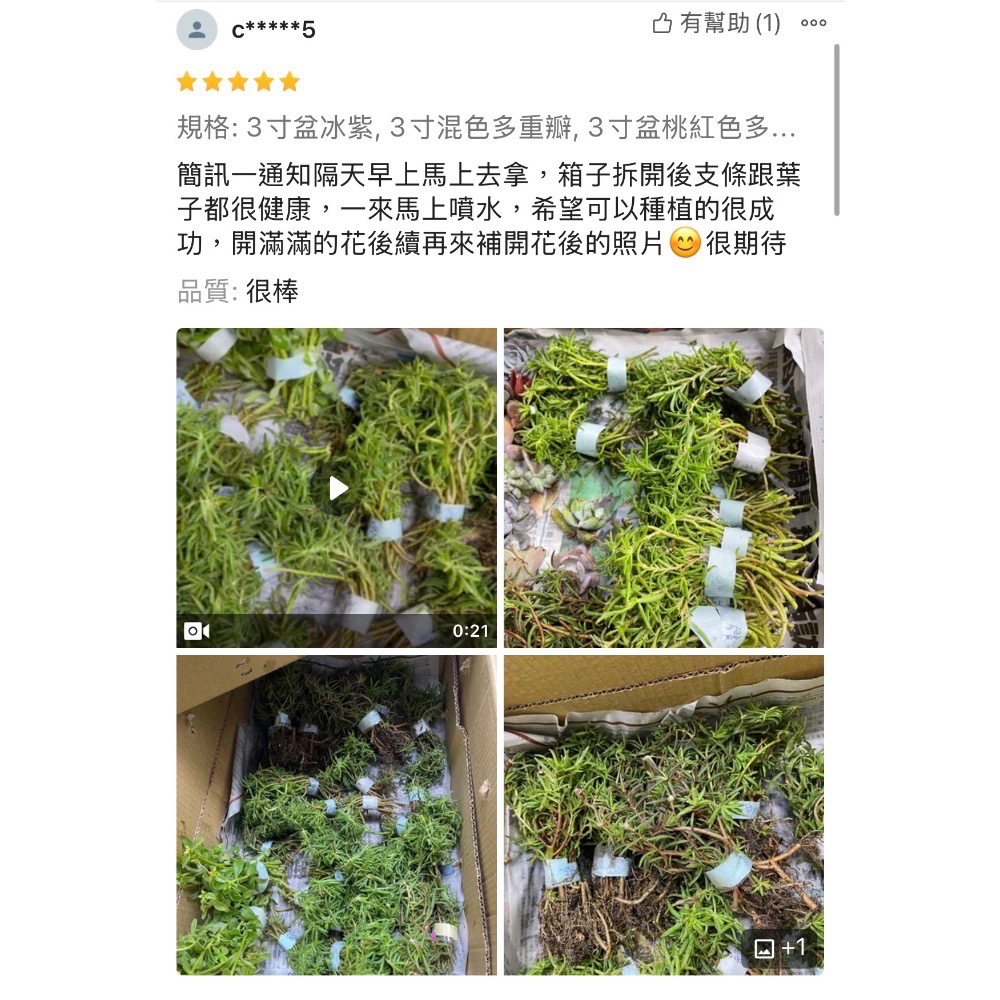 《春園多肉》太陽花 松葉牡丹 吊籃組盆 多重辦 單瓣 贈品🎁 🈵199發貨【77領卷免運】🚚陽台垂墜美景-細節圖7