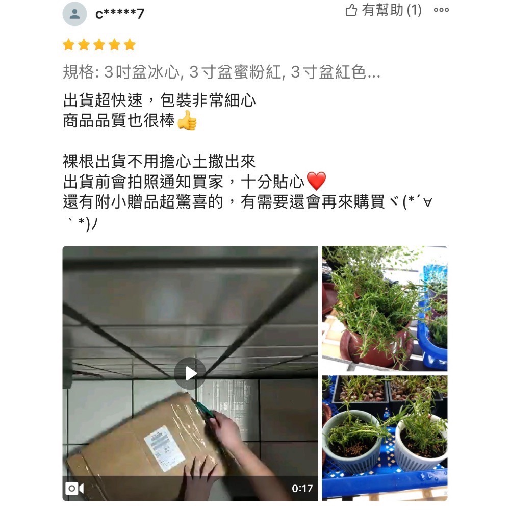 《春園多肉》太陽花 松葉牡丹 吊籃組盆 多重辦 單瓣 贈品🎁 🈵199發貨【77領卷免運】🚚陽台垂墜美景-細節圖8