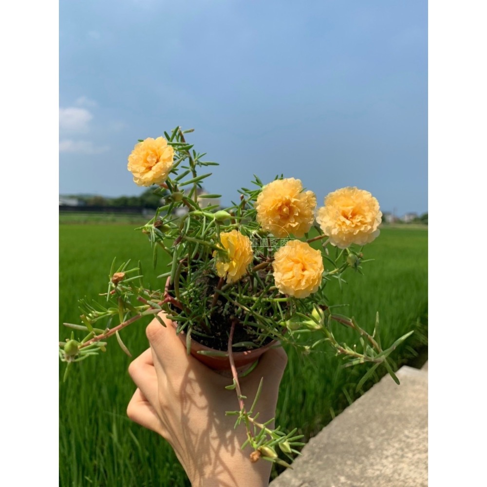 3寸盆黃色多重瓣