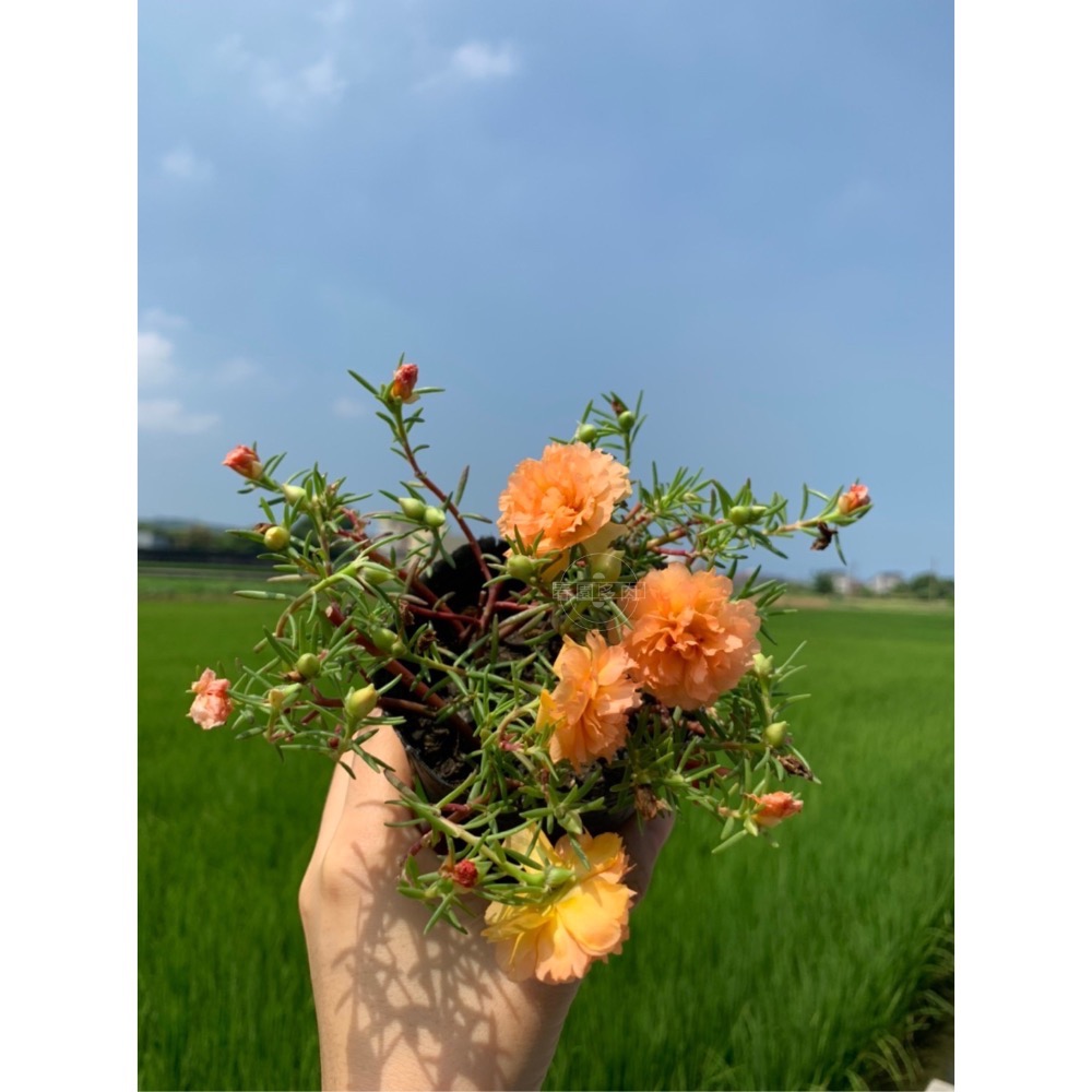 《春園多肉🈵199發貨【399超商免運】🚚太陽花(松葉牡丹)吊籃組盆、多重辦/單辦/贈品🎁耐熱好種、陽台垂墜美景-規格圖9