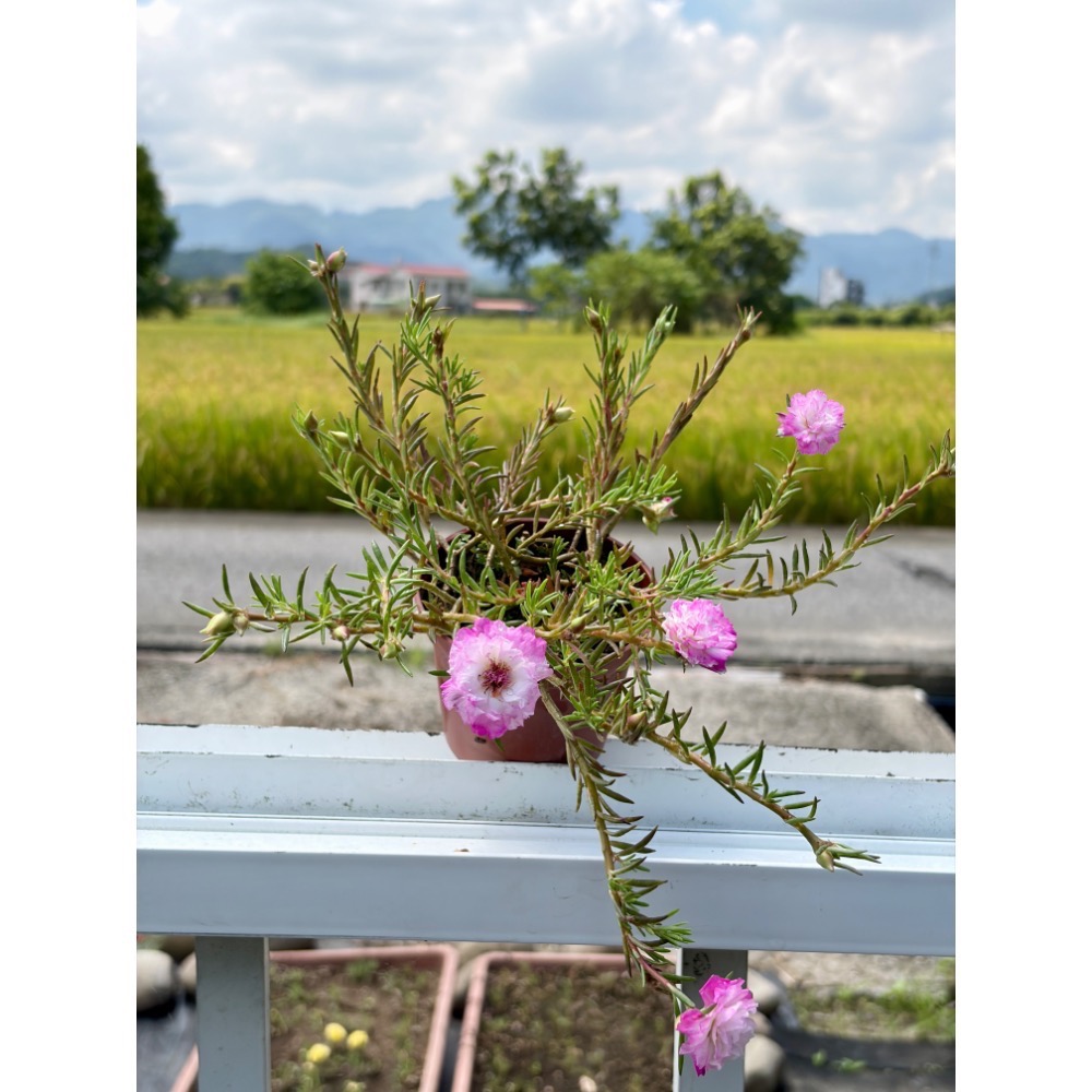 《春園多肉》太陽花 松葉牡丹 吊籃組盆 多重辦 單瓣 贈品🎁 🈵199發貨【77領卷免運】🚚陽台垂墜美景-規格圖9