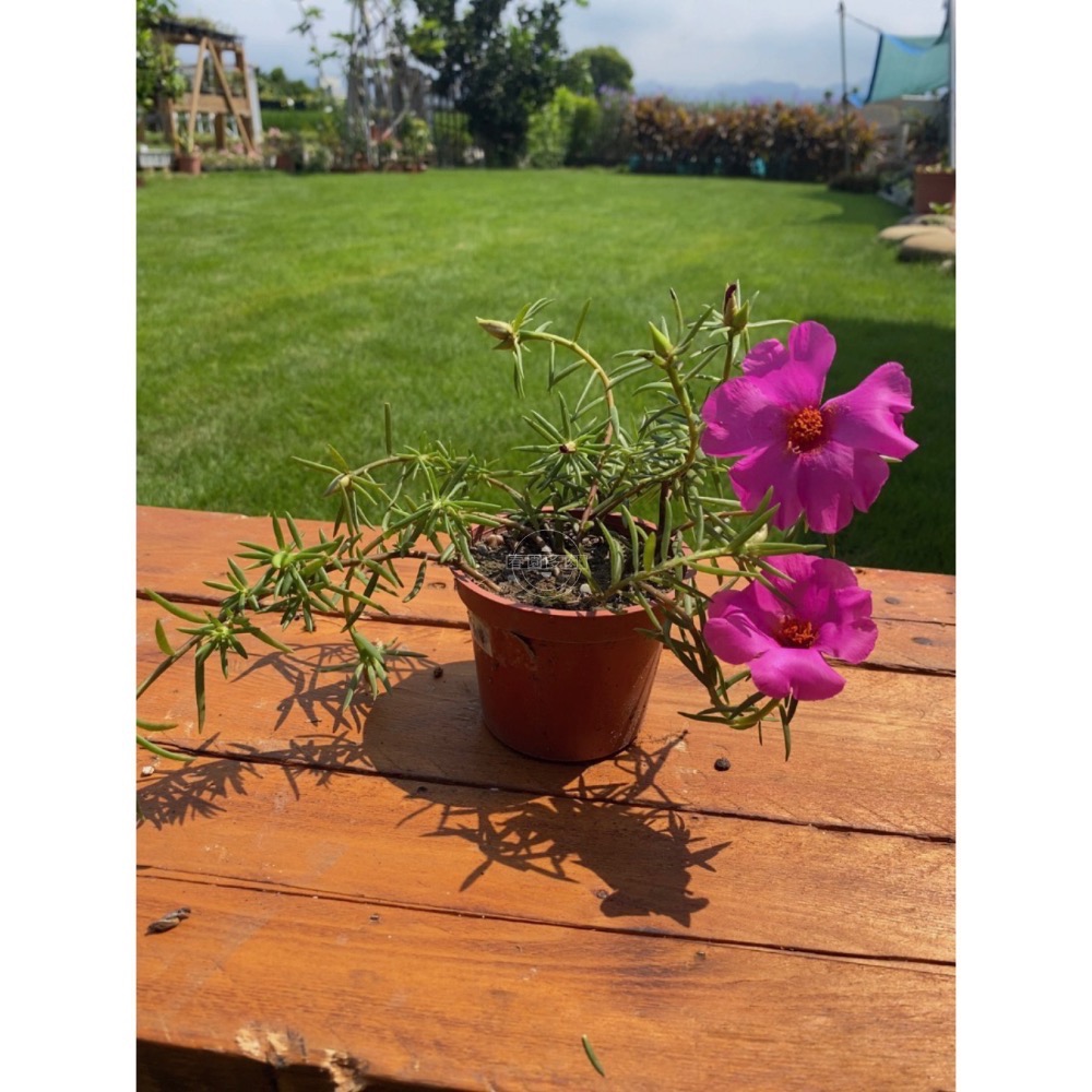 《春園多肉》太陽花 松葉牡丹 吊籃組盆 多重辦 單瓣 贈品🎁 🈵199發貨【77領卷免運】🚚陽台垂墜美景-規格圖9