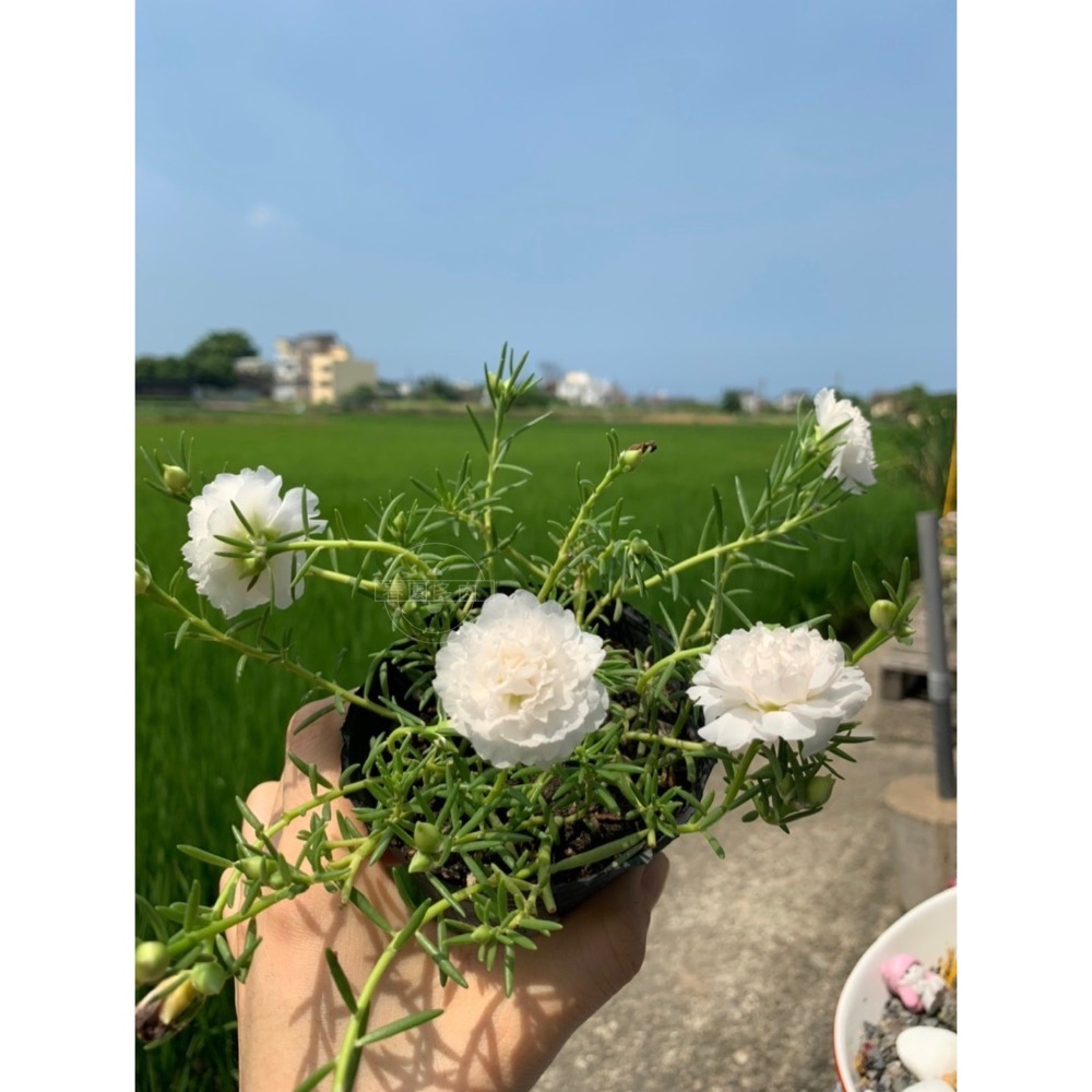 《春園多肉🈵199發貨【399超商免運】🚚太陽花(松葉牡丹)吊籃組盆、多重辦/單辦/贈品🎁耐熱好種、陽台垂墜美景-規格圖9