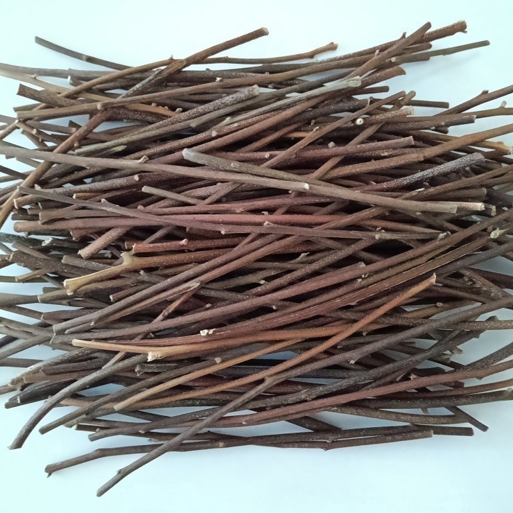 蜜袋鼯的最愛 天然桉樹枝 台灣種植 自採自曬 檸檬桉樹枝 香氣濃 尤加利木枝 檸檬尤加利 啃木 磨牙棒 寵物玩具 裝飾-細節圖2