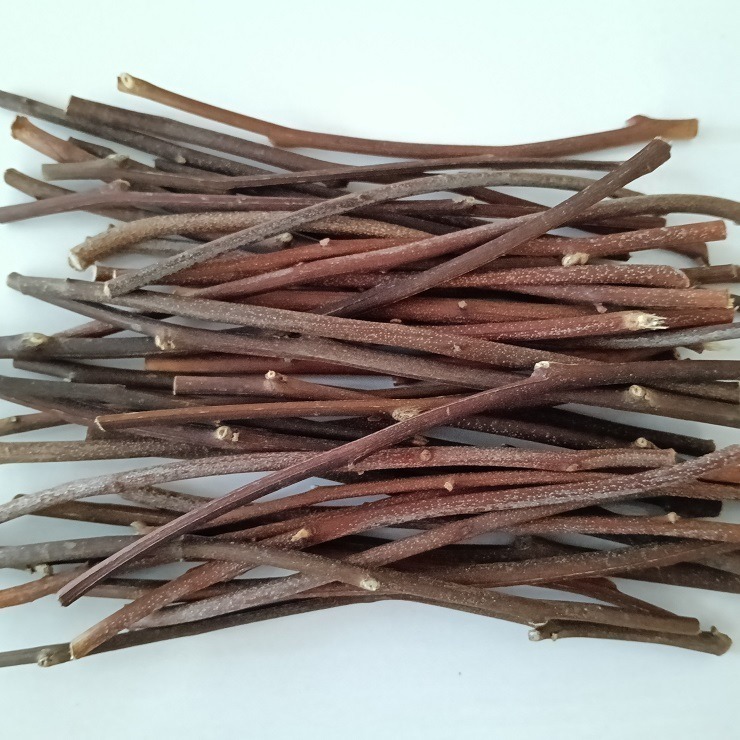 蜜袋鼯的最愛 天然桉樹枝 台灣種植 自採自曬 檸檬桉樹枝 香氣濃 尤加利木枝 檸檬尤加利 啃木 磨牙棒 寵物玩具 裝飾-細節圖3