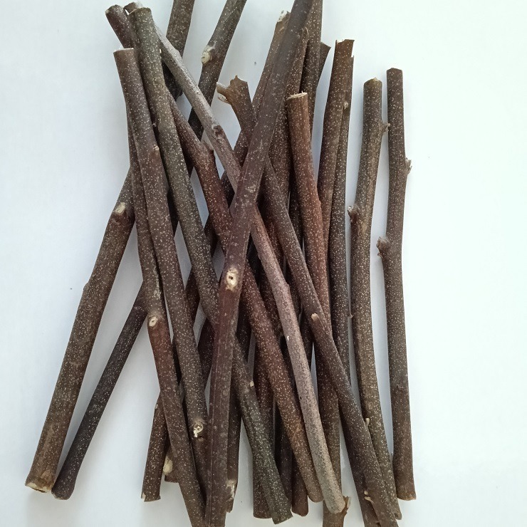 蜜袋鼯的最愛 天然桉樹枝 台灣種植 自採自曬 檸檬桉樹枝 香氣濃 尤加利木枝 檸檬尤加利 啃木 磨牙棒 寵物玩具 裝飾-細節圖4