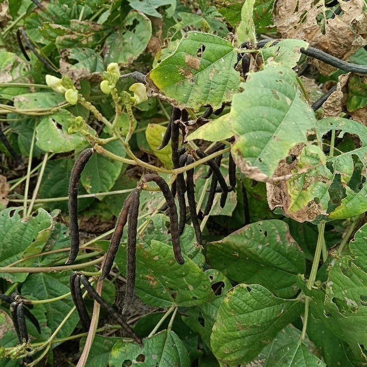台灣油綠豆 真得煮的爛 自產自銷 台灣種植 自然農法 本土綠豆 易煮 綿密鬆軟 油綠豆 台灣綠豆 綠豆粥 綠豆湯 綠豆餡-細節圖2
