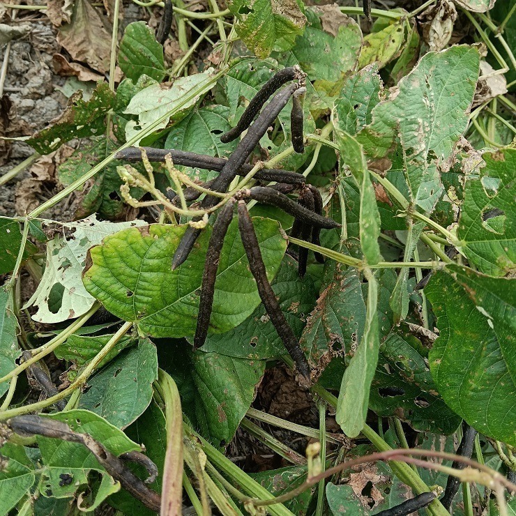 台灣油綠豆 真得煮的爛 自產自銷 台灣種植 自然農法 本土綠豆 易煮 綿密鬆軟 油綠豆 台灣綠豆 綠豆粥 綠豆湯 綠豆餡-細節圖3