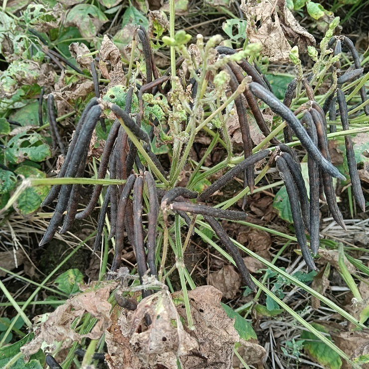 台灣油綠豆 真得煮的爛 自產自銷 台灣種植 自然農法 本土綠豆 易煮 綿密鬆軟 油綠豆 台灣綠豆 綠豆粥 綠豆湯 綠豆餡-細節圖4