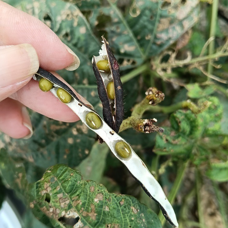 台灣油綠豆 真得煮的爛 自產自銷 台灣種植 自然農法 本土綠豆 易煮 綿密鬆軟 油綠豆 台灣綠豆 綠豆粥 綠豆湯 綠豆餡-細節圖5