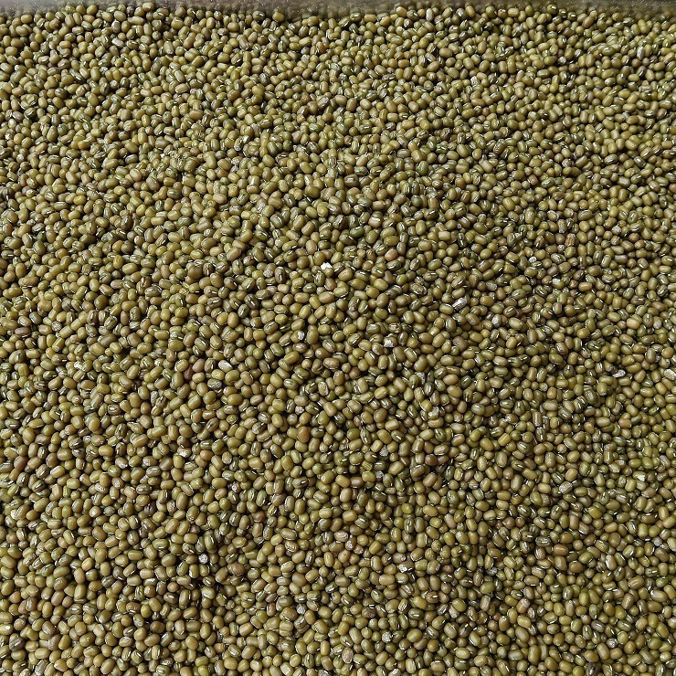 台灣油綠豆 真得煮的爛 自產自銷 台灣種植 自然農法 本土綠豆 易煮 綿密鬆軟 油綠豆 台灣綠豆 綠豆粥 綠豆湯 綠豆餡-細節圖7