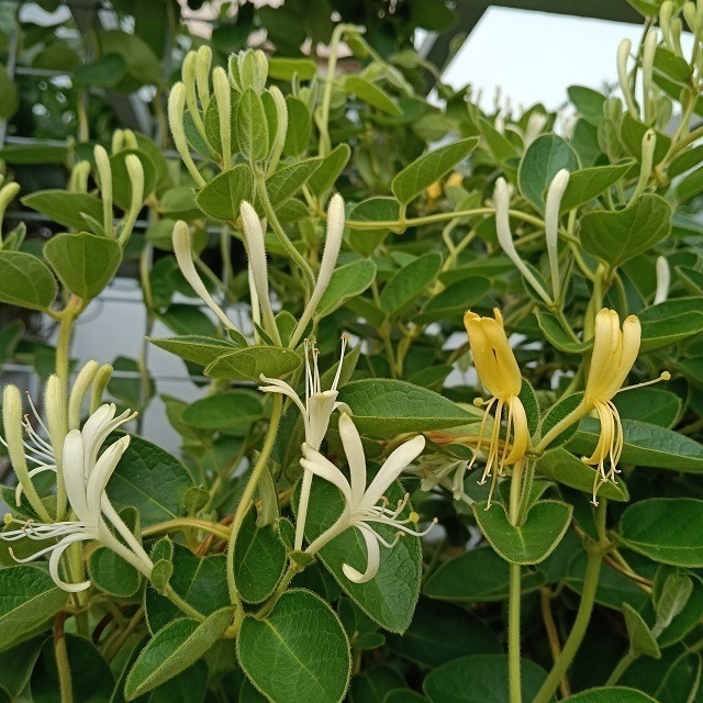 金銀花 忍冬 台灣種植 自採自曬 自然農法 金銀花茶 忍冬茶 退火降燥 乾燥金銀花 花草茶 泡茶 降火 草本茶 植物花草-細節圖2