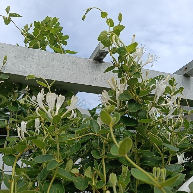 金銀花 忍冬 台灣種植 自採自曬 自然農法 金銀花茶 忍冬茶 退火降燥 乾燥金銀花 花草茶 泡茶 降火 草本茶 植物花草-細節圖3