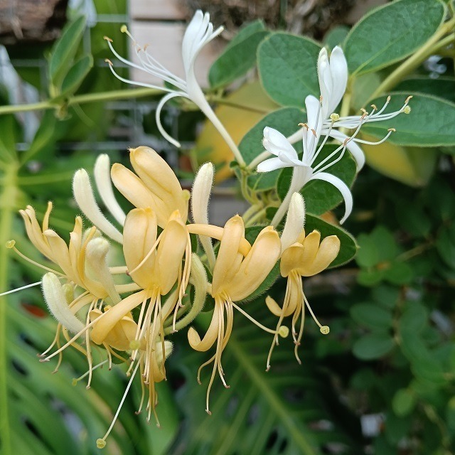 金銀花 忍冬 台灣種植 自採自曬 自然農法 金銀花茶 忍冬茶 退火降燥 乾燥金銀花 花草茶 泡茶 降火 草本茶 植物花草-細節圖4