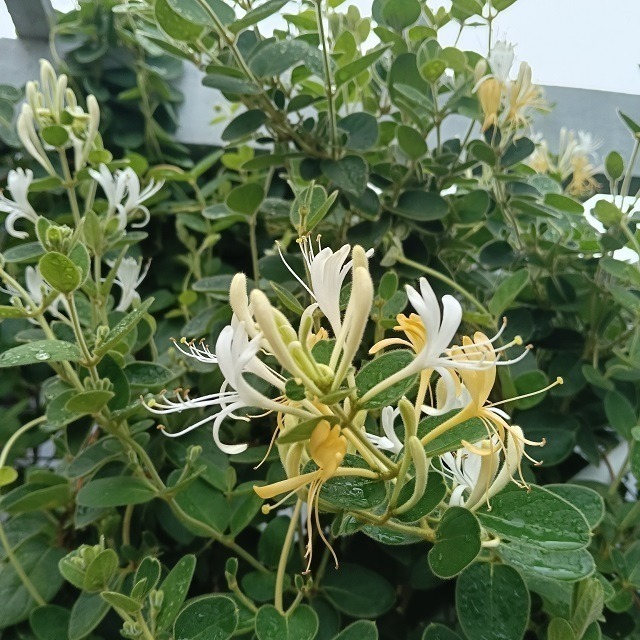 金銀花 忍冬 台灣種植 自採自曬 自然農法 金銀花茶 忍冬茶 退火降燥 乾燥金銀花 花草茶 泡茶 降火 草本茶 植物花草-細節圖5