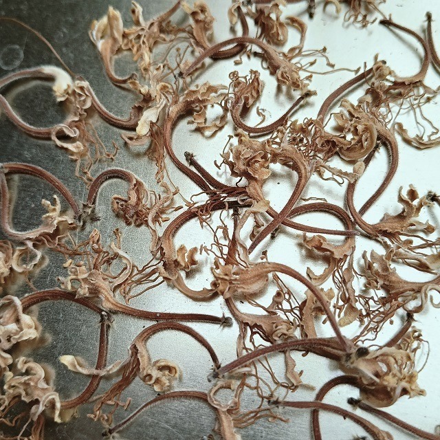 乾燥金銀花(花朵)