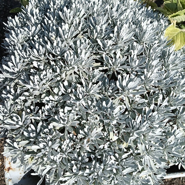 台灣種植 芙蓉枝葉 芙蓉葉 自採自曬 自然農法 家庭必備 蘄艾 芙蓉菊 乾燥芙蓉 芙蓉草 乾芙蓉 避邪 沐浴 泡澡-細節圖2