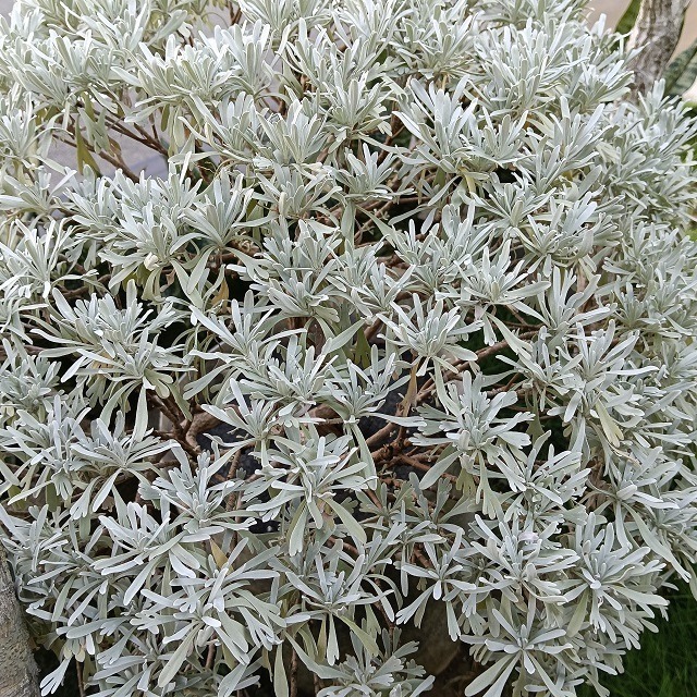 台灣種植 芙蓉枝葉 芙蓉葉 自採自曬 自然農法 家庭必備 蘄艾 芙蓉菊 乾燥芙蓉 芙蓉草 乾芙蓉 避邪 沐浴 泡澡-細節圖3