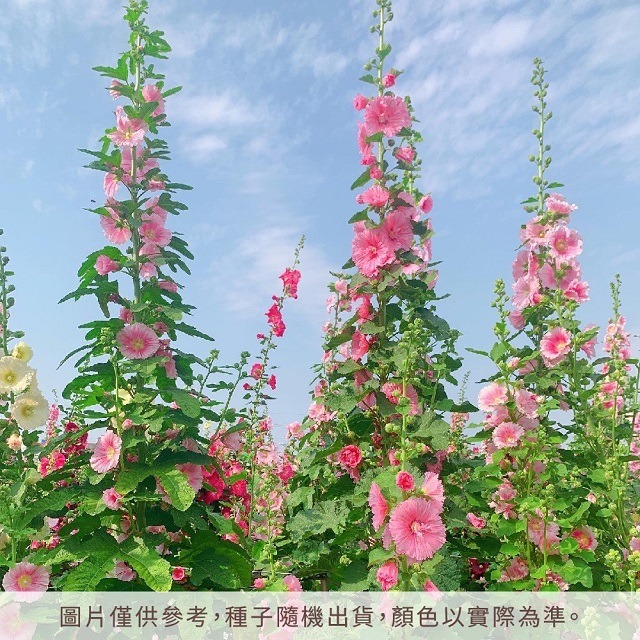 台灣種植 蜀葵種子 一丈紅種子 自採自曬 混合色 單瓣 重辦 蜀葵花種子 種籽 花籽 花卉種子 觀賞花卉 庭院花卉-細節圖2