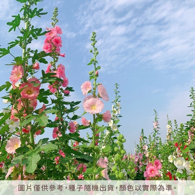 台灣種植 蜀葵種子 一丈紅種子 自採自曬 混合色 單瓣 重辦 蜀葵花種子 種籽 花籽 花卉種子 觀賞花卉 庭院花卉-細節圖3
