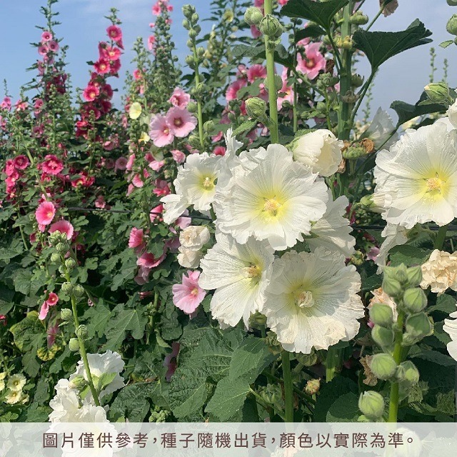 台灣種植 蜀葵種子 一丈紅種子 自採自曬 混合色 單瓣 重辦 蜀葵花種子 種籽 花籽 花卉種子 觀賞花卉 庭院花卉-細節圖4