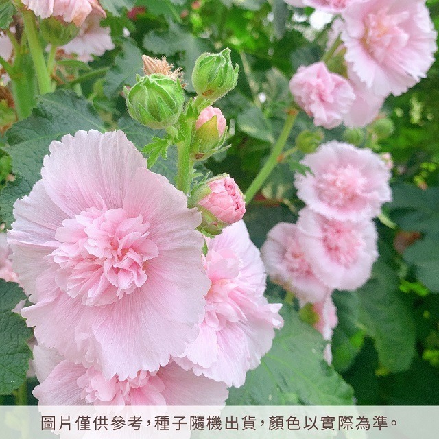 台灣種植 蜀葵種子 一丈紅種子 自採自曬 混合色 單瓣 重辦 蜀葵花種子 種籽 花籽 花卉種子 觀賞花卉 庭院花卉-細節圖5