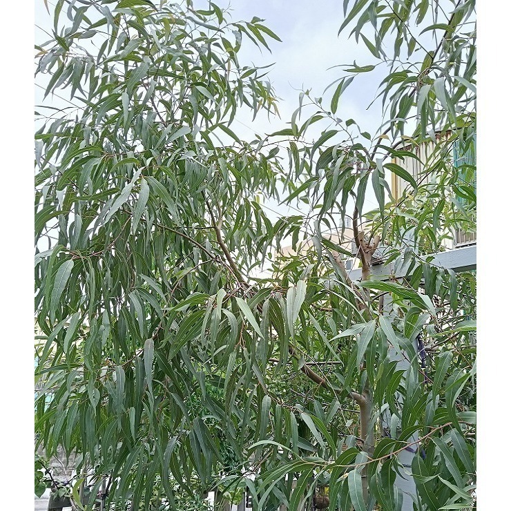 蜜袋鼯的最愛 桉樹葉 台灣種植 自採自曬 自然農法 檸檬桉葉 蜜袋葉 檸檬尤加利葉 除臭 去味 墊材 磨牙 桉樹葉片-細節圖3