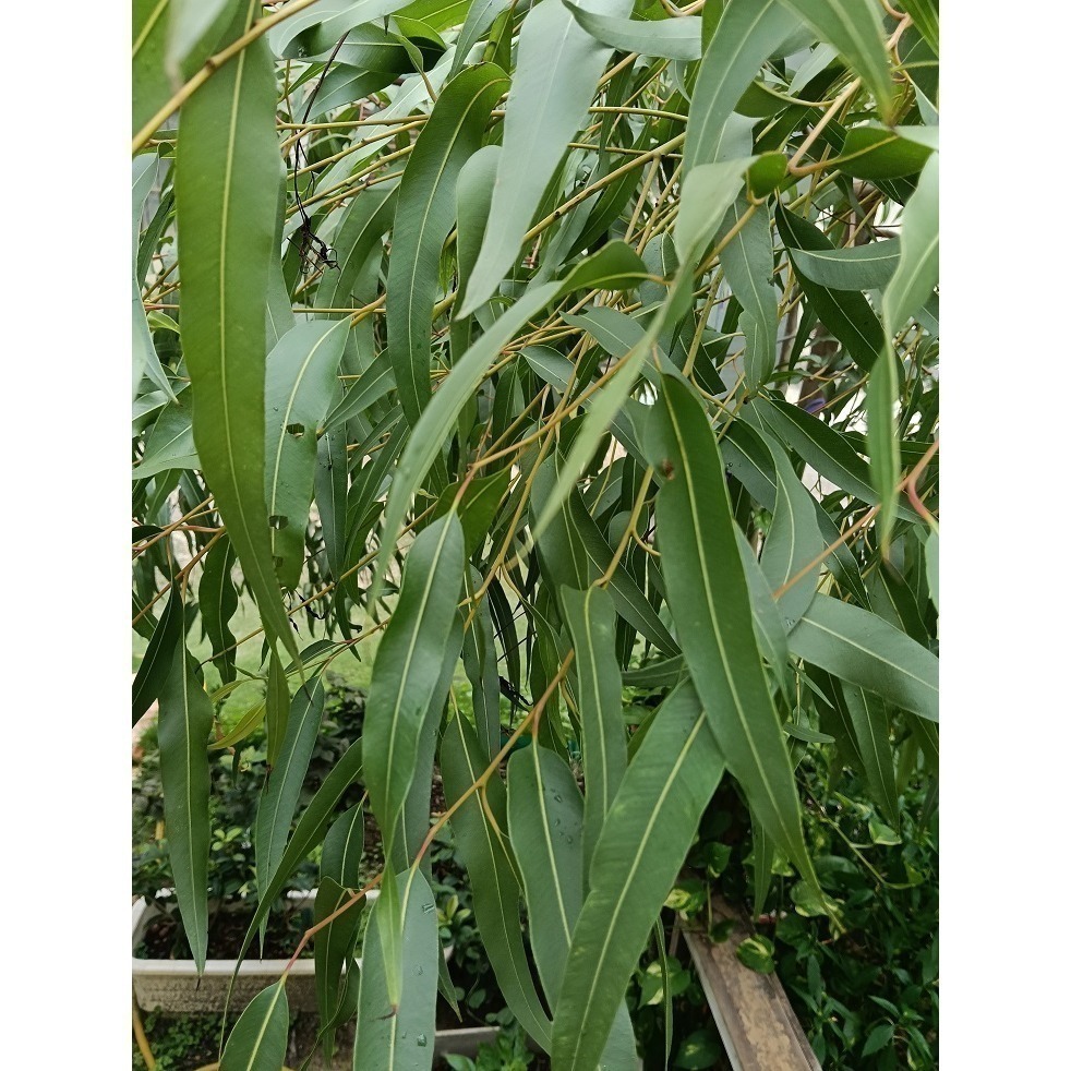 蜜袋鼯的最愛 桉樹葉 台灣種植 自採自曬 自然農法 檸檬桉葉 蜜袋葉 檸檬尤加利葉 除臭 去味 墊材 磨牙 桉樹葉片-細節圖4