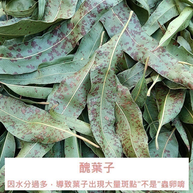 蜜袋鼯的最愛 桉樹葉 台灣種植 自採自曬 自然農法 檸檬桉葉 蜜袋葉 檸檬尤加利葉 除臭 去味 墊材 磨牙 桉樹葉片-細節圖5