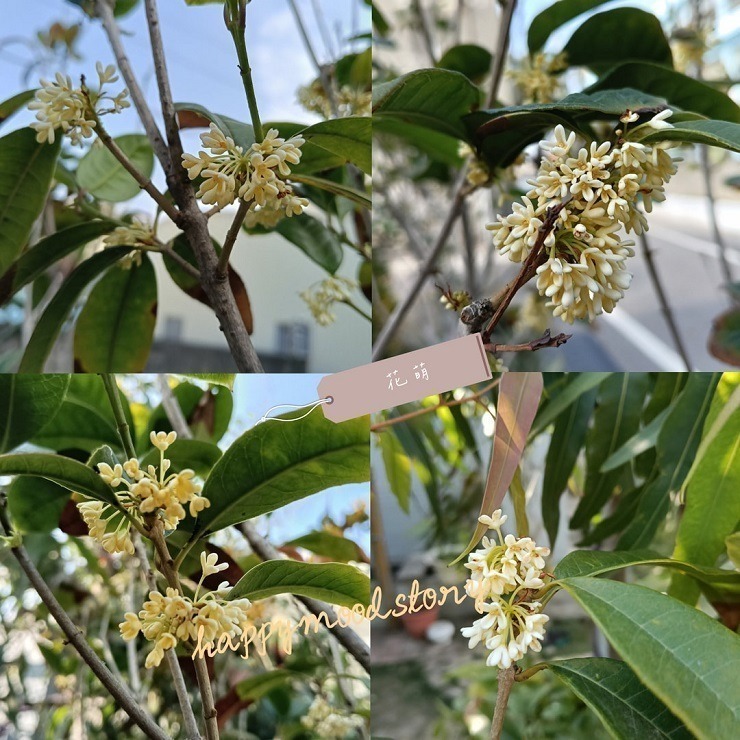桂花 台灣種植 自採自曬 自然農法 手摘桂花 天然清香 台灣桂花 乾燥桂花 桂花茶 花茶 泡茶 甜點 烘焙 皂用花草-細節圖2
