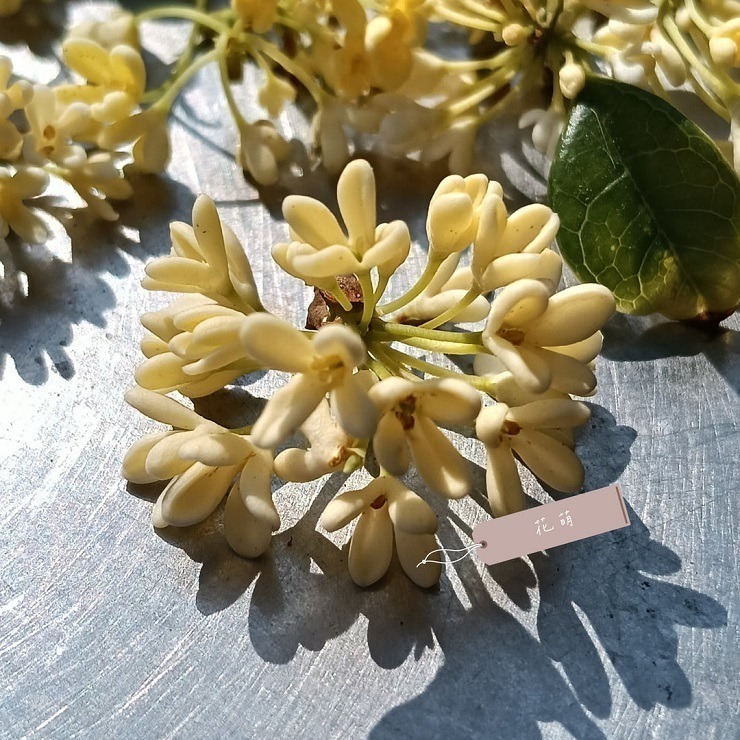 桂花 台灣種植 自採自曬 自然農法 手摘桂花 天然清香 台灣桂花 乾燥桂花 桂花茶 花茶 泡茶 甜點 烘焙 皂用花草-細節圖5
